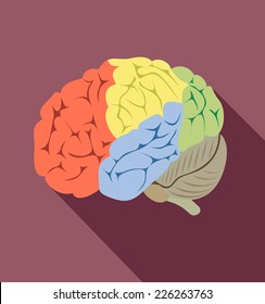 human brain