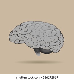 the human brain