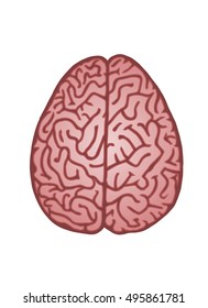 Human brain