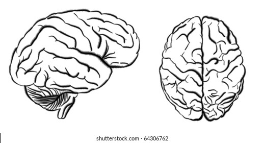 human brain
