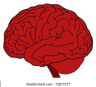 human brain