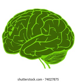 human brain