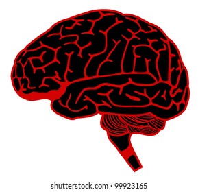 human brain