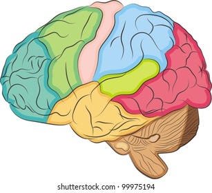 human brain