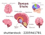 Human brain 3d realistic set. Vector illustration isolated elements