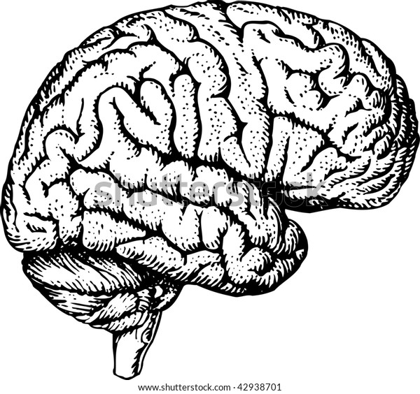 Human Brain Stock Vector Royalty Free Shutterstock