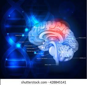 Diseño científico abstracto del cerebro humano con cadena de ADN, hermoso color azul profundo brillante