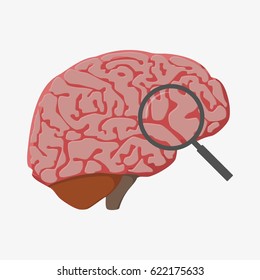 Human Brain. Anatomical view. Isolated on white background. Flat vector stock illustration