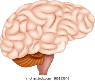 1,990 Cross Section Brain Images, Stock Photos & Vectors | Shutterstock