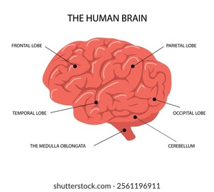 Human brain anatomy. Biological explanation scheme with lobes and brainstem. Side view. Vector illustration in flat cartoon style.