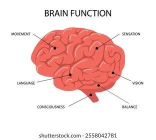 Human brain anatomy. Biological scheme with Functions of parts of internal organ. Side view. Vector illustration in flat cartoon style.