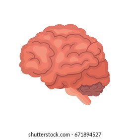 Human brain anatomy cartoon vector icon isolated