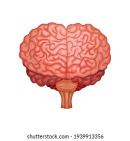 Human Brain Anatomy With Cerebral Cortex Flat Vector Illustration