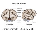 Human brain anatomy. Cerebral hemispheres, Cerebral cortex, Frontal, Parietal, Temporal, Occipital lobes, Cerebellum and Brainstem, Cerebral fissure. Side and Frontal view. Vector illustration