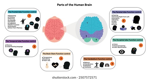 Menschliches Gehirn Anatomie mit farbigen Teilen Diagramm medizinische Illustration. Parietal, Frontal, Temporal, Occipital, Hirnstamm, Cerebellum-Lappenfunktion