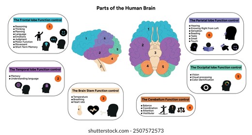 Human brain anatomy with colored parts diagram medical illustration. Parietal, Frontal, Temporal, Occipital, Brain stem, Cerebellum lobe function control