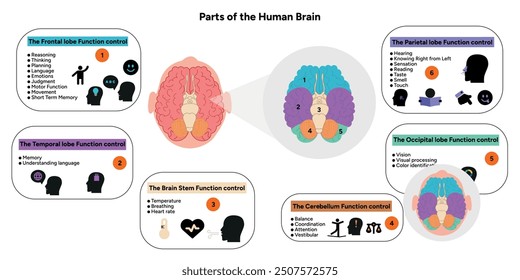 Menschliches Gehirn Anatomie mit farbigen Teilen Diagramm medizinische Illustration. Parietal, Frontal, Temporal, Occipital, Hirnstamm, Cerebellum-Lappenfunktion