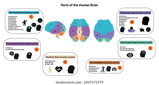 Human brain anatomy with colored parts diagram medical illustration. Parietal, Frontal, Temporal, Occipital, Brain stem, Cerebellum lobe function control