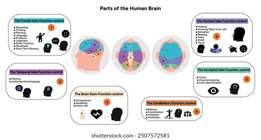 Menschliches Gehirn Anatomie mit farbigen Teilen Diagramm medizinische Illustration. Parietal, Frontal, Temporal, Occipital, Hirnstamm, Cerebellum-Lappenfunktion