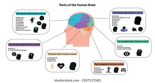 Menschliches Gehirn Anatomie mit farbigen Teilen Diagramm medizinische Illustration. Parietal, Frontal, Temporal, Occipital, Hirnstamm, Cerebellum-Lappenfunktion