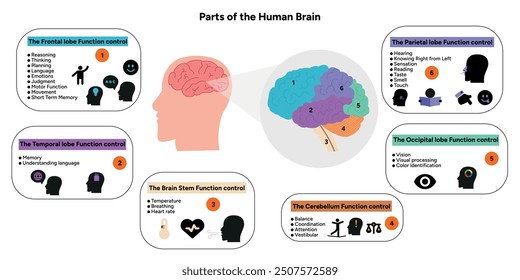 Menschliches Gehirn Anatomie mit farbigen Teilen Diagramm medizinische Illustration. Parietal, Frontal, Temporal, Occipital, Hirnstamm, Cerebellum-Lappenfunktion