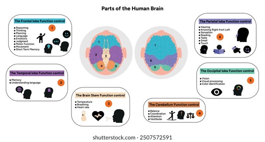 Anatomía del cerebro humano con ilustración médica de diagrama de partes de colores. Parietal, frontal, temporal, occipital, tronco encefálico, control de la función del lóbulo cerebeloso