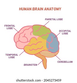 Human brain anatomy , a colorful brain with description explain each part
