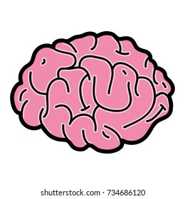 human brain anatomy to creative and intellect