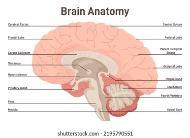 Human brain anatomy. Cross section structure of the main nervous system organ. Brain lobes, hypophysis, hypothalamus, thalamus and cerebellum. Flat vector illustration