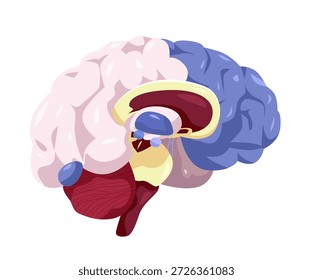 Diagrama de órgano médico de sección transversal de anatomía del cerebro humano estructura interna colorida aislada sobre fondo blanco atención médica educativa