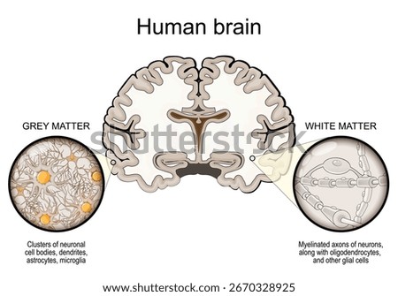 Human brain anatomy. Cross section of brain with Grey matte, White matter. Myelinated axons of neurons, oligodendrocytes, glial cells, neuronal cell bodies, dendrites, astrocytes, microglia