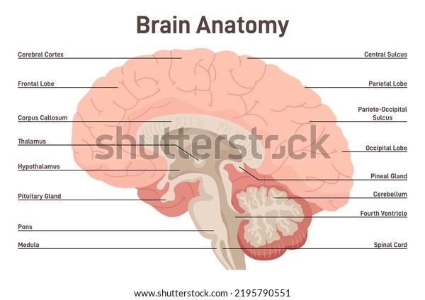 Human brain anatomy.\
Cross section structure of the main nervous system organ. Brain\
lobes, hypophysis, hypothalamus, thalamus and cerebellum. Flat\
vector illustration