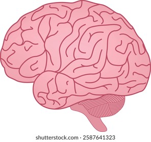 Human Brain Anatomy Design Vector Illustration