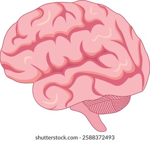 Human Brain Anatomy Design Vector Illustration