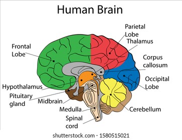 Human brain anatomy diagram. Isolated icon vector illustration design