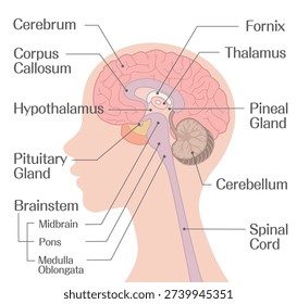 Human Brain Anatomy Diagram with Labeled Cerebrum Brainstem and Cerebellum