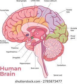 Human Brain Anatomy Diagram with Labeled Parts Illustration - vector
