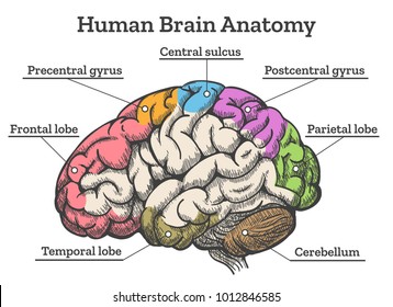 Human brain anatomy diagram. Sections of head brain vector illustration