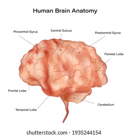 Human Brain Anatomy Diagram. Sections Of Head Brain Isolated On White Background. Vector Illustration