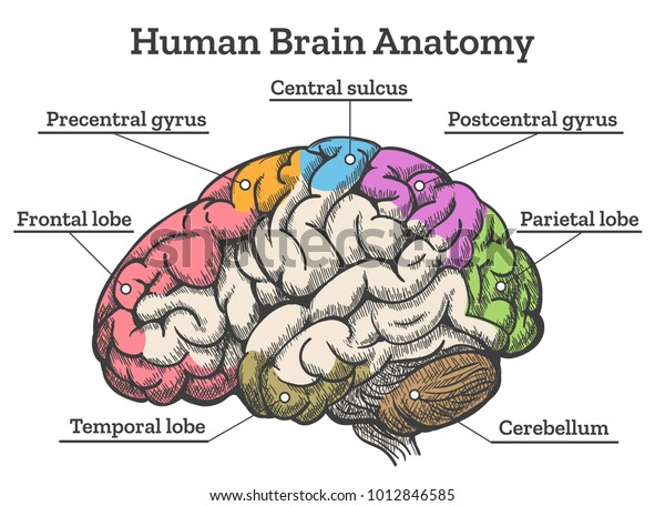 Human Brain Anatomy Diagram Sections Head Stock Vector (Royalty Free ...