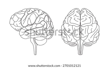 Human brain anatomy. Front and side views. Outline illustration.