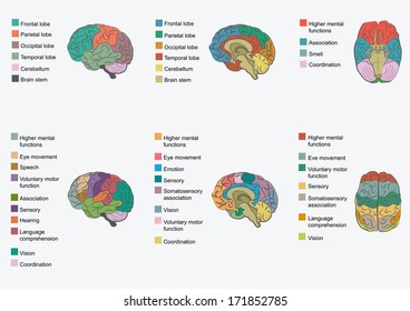 Human Brain Anatomy, Function Area, Mind System