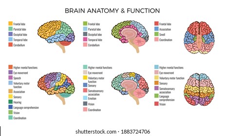 Human brain anatomy function area mind system infographic composition with text legend keys and colorful areas vector illustration