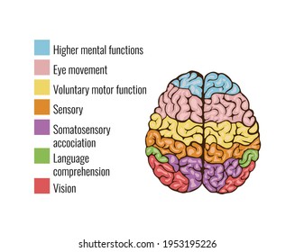 Human Brain Anatomy Function Area Mind System Infographic Composition With Text Legend Keys And Colorful Areas Vector Illustration