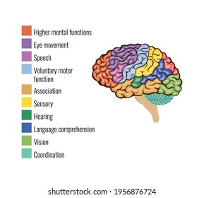 Human Brain Anatomy Function Area Mind System Infographic Composition With Text Legend Keys And Colorful Areas Vector Illustration