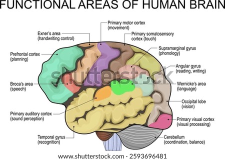 Human brain anatomy. Brain functional areas map. Vector illustration is easy to edit color.