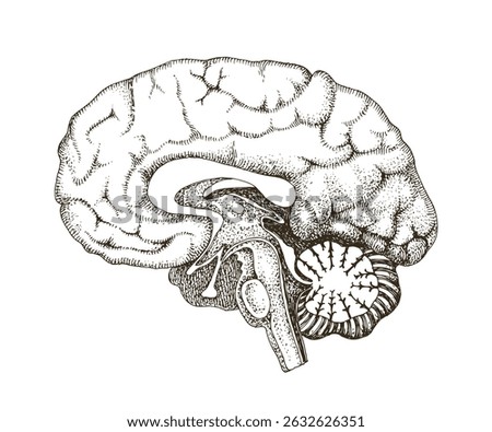 Human brain anatomy hand drawn vector