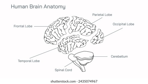 Human Brain Anatomy and How the Brain Works vector illustration. Frontal Lobe, Parietal Lobe, Temporal Lobe, Spinal Cord, Cerebellum, Occipital Lobe