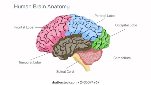 Anatomía del cerebro humano y cómo funciona el cerebro ilustración vectorial. Lóbulo Frontal, Lóbulo Parietal, Lóbulo Temporal, Médula Espinal, Cerebelo, Lóbulo Occipital