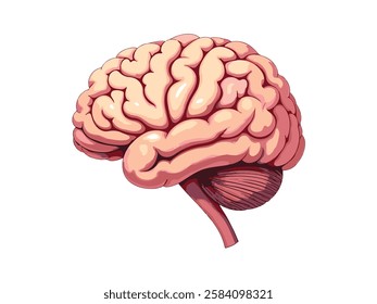 Human Brain Anatomy illustration design